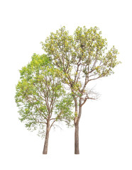 Obraz premium Two tropical trees in Thailand isolated on white background