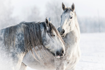 Portrait de deux chevaux gris en hiver