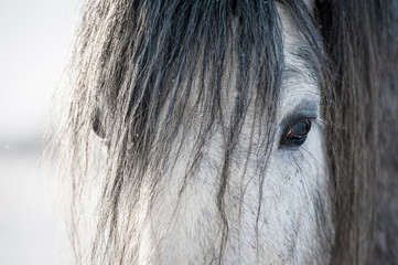 Portrait of grey shire stallion with long mane in winter