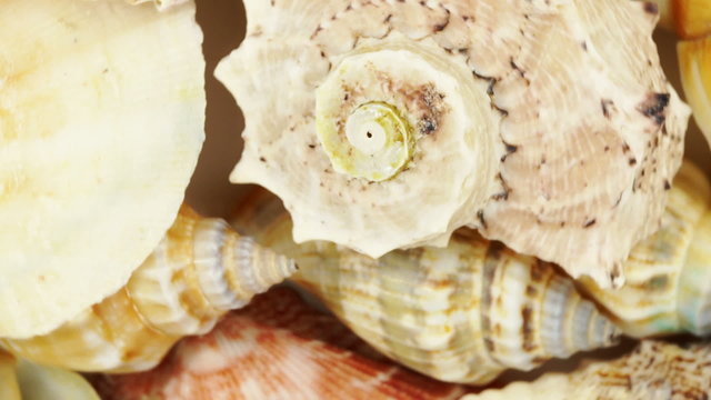 Loopable background of sea cockleshells.