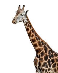 giraffe isolated on white background