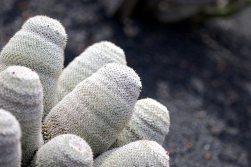 Lanzarote Cactus Macro 3