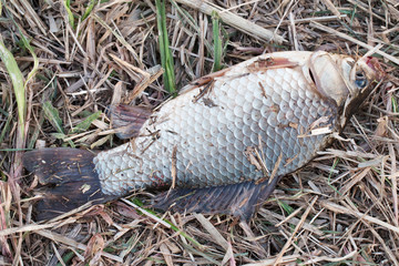 Fototapeta premium Raw fish