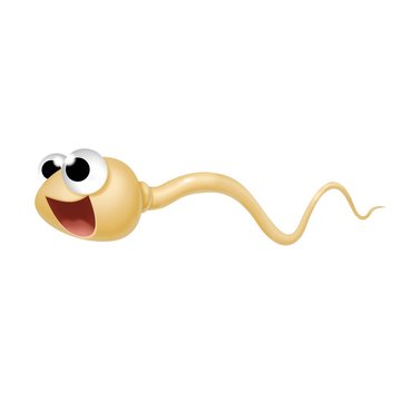 spermatozoo