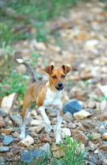 Pequeño perro de pastor en el campo