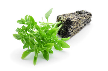 basil, Ocimum basilicum