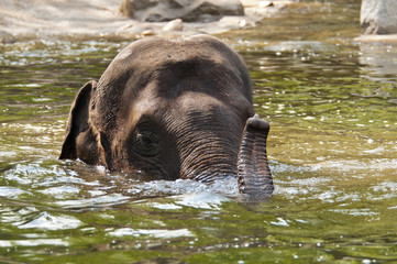 Fototapeta na wymiar Elephants in the water