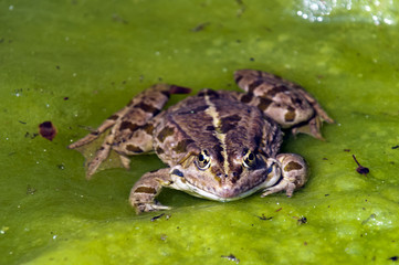 Frog