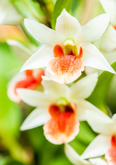 dendrobium orchid, chiangmai Thailand