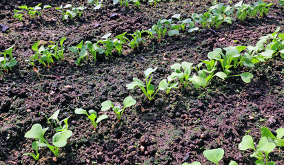 Young radish seedlings