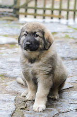 Sweet sarplaninac puppy