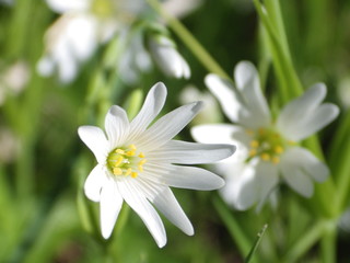 meadow flowers