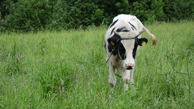 mottled bull animal graze in pasture surround by gadfly insects