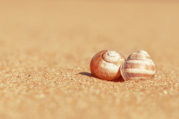 Seashells on the sand