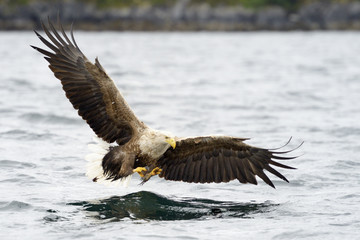 White-tailed Eagle catching fish.