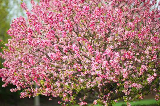 Spring Flowers On a Tree
