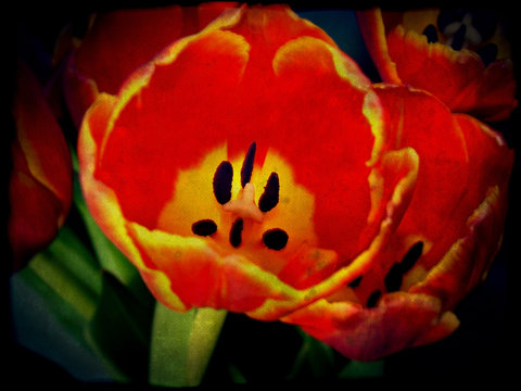 Grunge Red Tulips