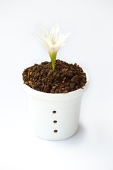 flowerpot