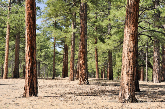 Pine forest, Sunset Crater Volcano National Monument, Arizona