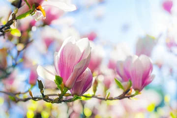 Foto auf Acrylglas Schöner blühender Magnolienbaum im Frühling © Patryk Kosmider