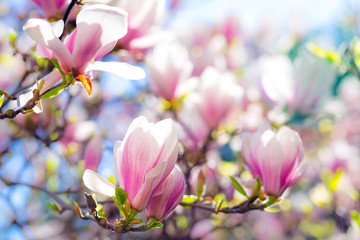 Beautiful blossoming magnolia tree in the spring time