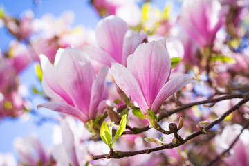 Naklejka premium Beautiful blossoming magnolia tree in the spring time