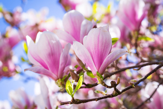 Beautiful blossoming magnolia tree in the spring time © Patryk Kosmider