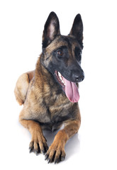 malinois