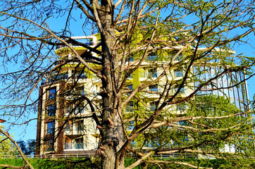Danube river tree and architecture