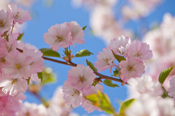 Spring border background with pink blossom