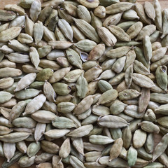 cardamom seeds closeup