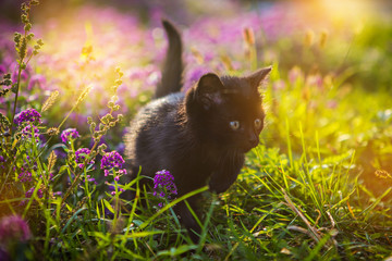 Little black kitten sitting in flowers © vitaliy_melnik