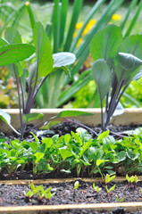 semis dans carré potager
