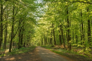Beech trees and a forest road in spring
