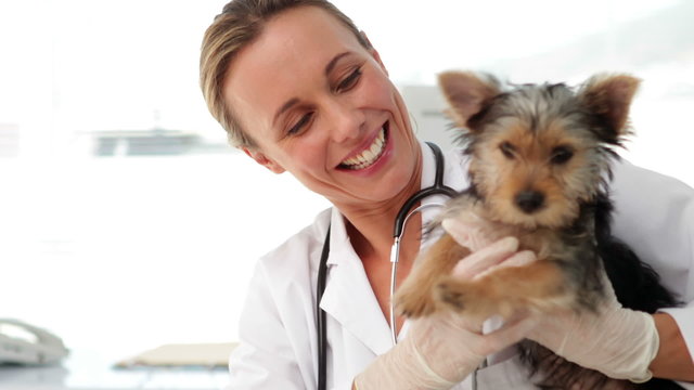 Smiling vet checking a yorkshire terrier