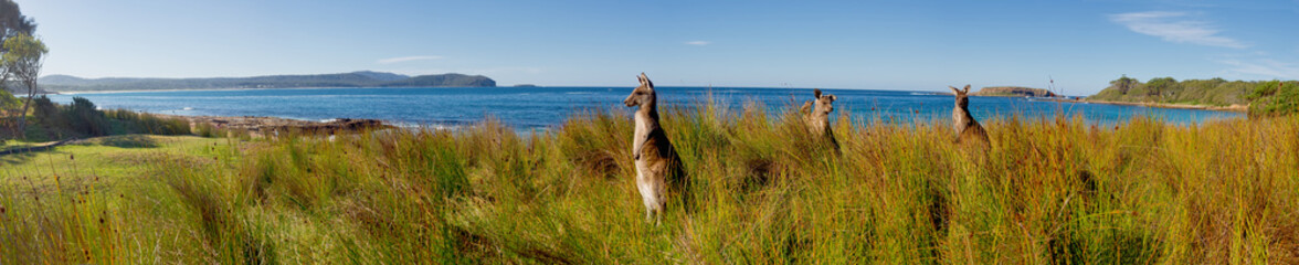 kangoeroes op wacht op een Australisch strand