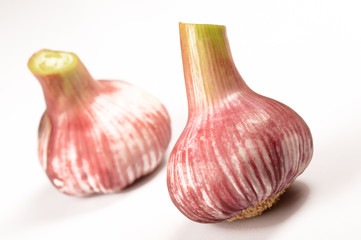 Fresh Garlic over a white background