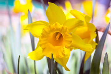 Obraz premium Daffodil flowers in the spring garden