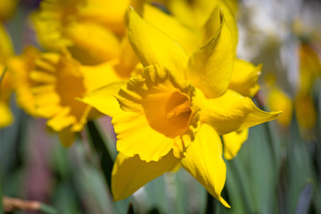 Daffodil flowers in the spring garden