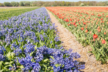 Tulips and hyacinths in one field