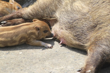 授乳中のウリ坊