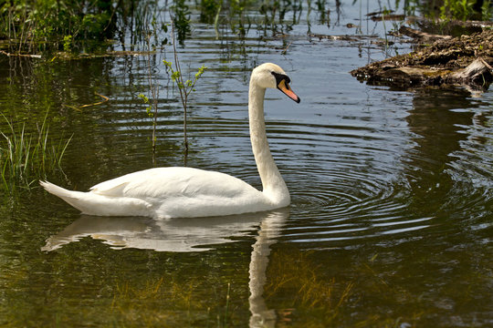 Swan in the marsh