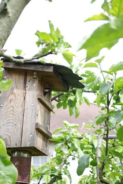 Tit in a bird house
