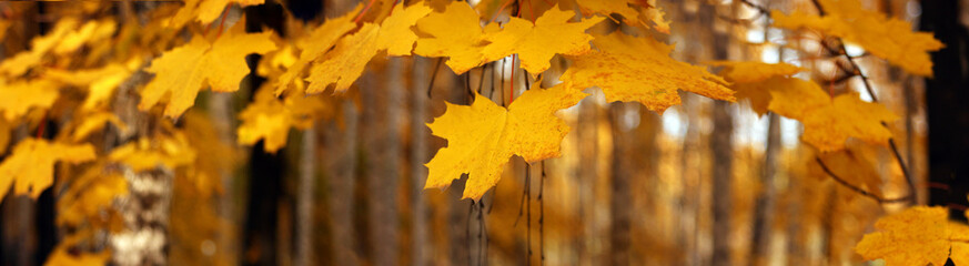 Yellow autumn maple leaves, panorama, banner - yellow leaves on the background of a park, closeup with space for text