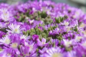 Violet flowers sfond