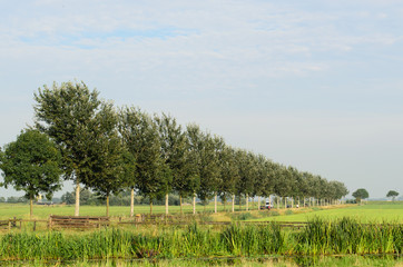 Tree landscape in Holland