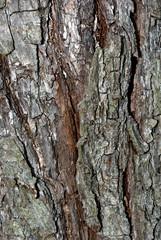 Bark