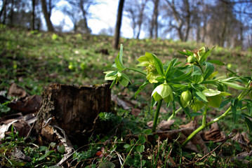 Obraz premium Young Plant