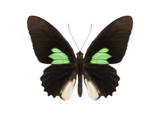 tropical butterfly collection Parides sesostris