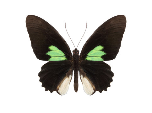 tropical butterfly collection Parides sesostris